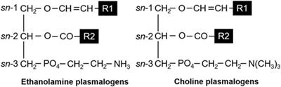 Lymphatic Absorption of Microbial Plasmalogens in Rats